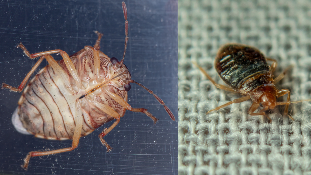 Adult bed bug (top):
Chinche de cama adulta vista desde arriba.